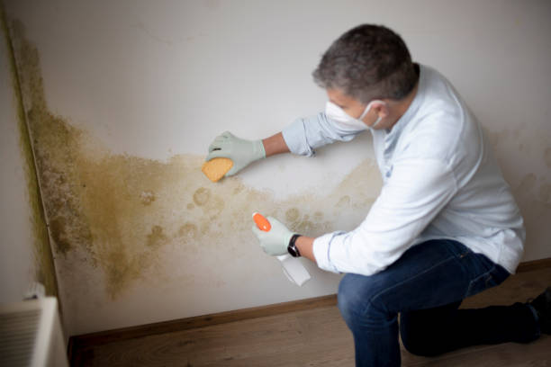 Best Forensic Mold Investigation  in Athens, MI